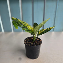 Load image into Gallery viewer, #RD46 Variegated Monstera Peru