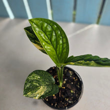 Load image into Gallery viewer, #RD46 Variegated Monstera Peru