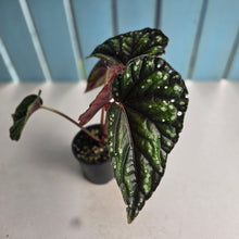 Load image into Gallery viewer, #RD2 Begonia Handelii var Prostrata