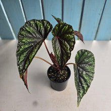 Load image into Gallery viewer, #RD2 Begonia Handelii var Prostrata