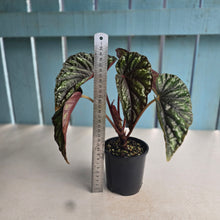 Load image into Gallery viewer, #RD2 Begonia Handelii var Prostrata