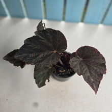 Load image into Gallery viewer, #RB24 Begonia U485