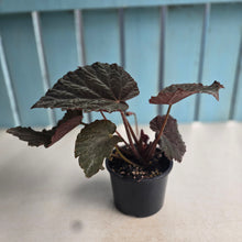 Load image into Gallery viewer, #RB24 Begonia U485