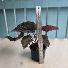 Load image into Gallery viewer, #RB24 Begonia U485