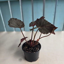 Load image into Gallery viewer, #RB24 Begonia U485
