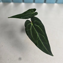 Load image into Gallery viewer, #RD35 Long, Narrow Anthurium NOID - Most likely warocqueanum genes