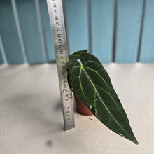 Load image into Gallery viewer, #RD35 Long, Narrow Anthurium NOID - Most likely warocqueanum genes