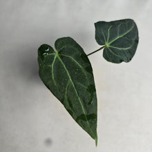 Load image into Gallery viewer, #RD35 Long, Narrow Anthurium NOID - Most likely warocqueanum genes