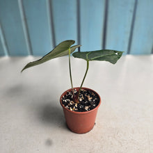 Load image into Gallery viewer, #RD35 Long, Narrow Anthurium NOID - Most likely warocqueanum genes