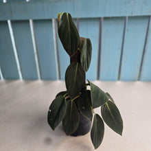 Load image into Gallery viewer, #RA17 Philodendron Gigas