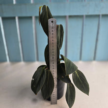 Load image into Gallery viewer, #RA17 Philodendron Gigas
