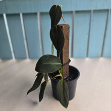 Load image into Gallery viewer, #RA17 Philodendron Gigas
