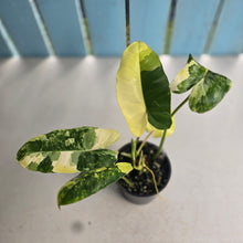 Load image into Gallery viewer, #R433 Variegated Philodendron Burle Marx