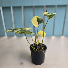 Load image into Gallery viewer, #R433 Variegated Philodendron Burle Marx