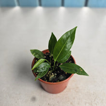 Load image into Gallery viewer, #R7 Two x Anthurium Punctatum Seedlings