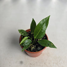 Load image into Gallery viewer, #R7 Two x Anthurium Punctatum Seedlings