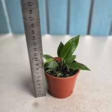 Load image into Gallery viewer, #R7 Two x Anthurium Punctatum Seedlings