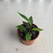 Load image into Gallery viewer, #R7 Two x Anthurium Punctatum Seedlings