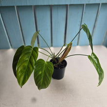 Load image into Gallery viewer, #D557 Two x Headed Philodendron Esmeraldense