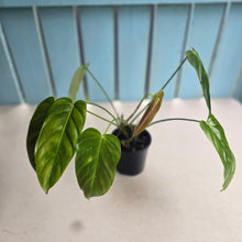 Load image into Gallery viewer, #D557 Two x Headed Philodendron Esmeraldense