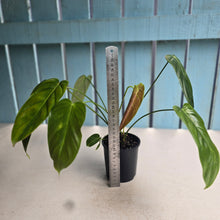 Load image into Gallery viewer, #D557 Two x Headed Philodendron Esmeraldense