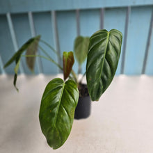 Load image into Gallery viewer, #D557 Two x Headed Philodendron Esmeraldense