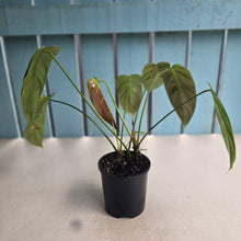Load image into Gallery viewer, #D557 Two x Headed Philodendron Esmeraldense