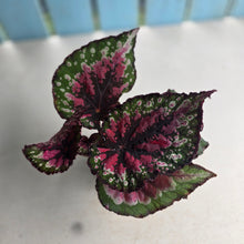 Load image into Gallery viewer, #R21 Begonia Unknown