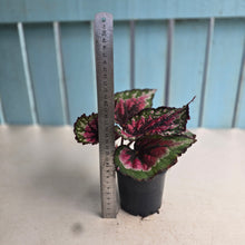 Load image into Gallery viewer, #R21 Begonia Unknown