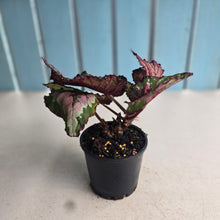 Load image into Gallery viewer, #R21 Begonia Unknown