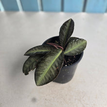 Load image into Gallery viewer, #RD13 Labisia Sp.