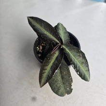 Load image into Gallery viewer, #RD13 Labisia Sp.