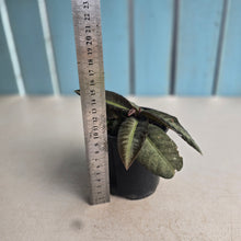 Load image into Gallery viewer, #RD13 Labisia Sp.