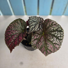 Load image into Gallery viewer, #RA9 Begonia Unknown