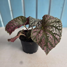 Load image into Gallery viewer, #RA9 Begonia Unknown