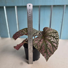 Load image into Gallery viewer, #RA9 Begonia Unknown