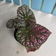 Load image into Gallery viewer, #RA9 Begonia Unknown