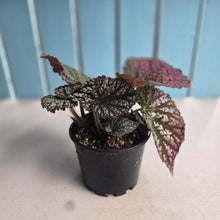 Load image into Gallery viewer, #RA9 Begonia Unknown