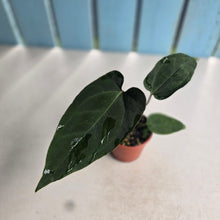 Load image into Gallery viewer, #RA19 Anthurium NOID x Warocqueanum