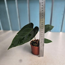 Load image into Gallery viewer, #RA19 Anthurium NOID x Warocqueanum
