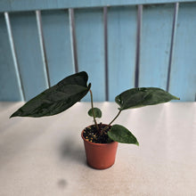 Load image into Gallery viewer, #RA19 Anthurium NOID x Warocqueanum