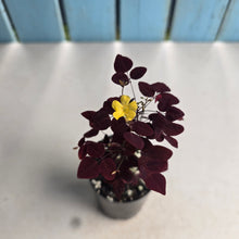 Load image into Gallery viewer, #B42 Oxalis Hedysaroides - Fire Fern
