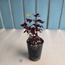 Load image into Gallery viewer, #B42 Oxalis Hedysaroides - Fire Fern