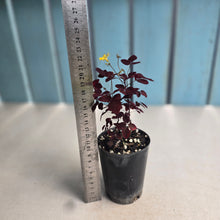 Load image into Gallery viewer, #B42 Oxalis Hedysaroides - Fire Fern