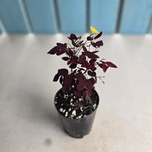 Load image into Gallery viewer, #B42 Oxalis Hedysaroides - Fire Fern