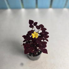 Load image into Gallery viewer, #B42 Oxalis Hedysaroides - Fire Fern