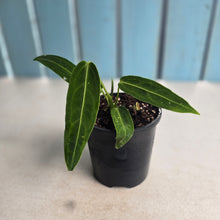 Load image into Gallery viewer, #RD24 Anthurium Warocqueanum