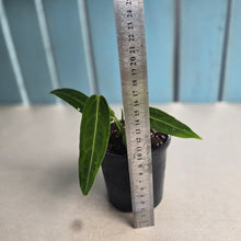 Load image into Gallery viewer, #RD24 Anthurium Warocqueanum