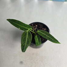 Load image into Gallery viewer, #RD24 Anthurium Warocqueanum