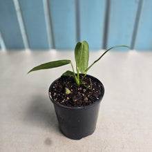 Load image into Gallery viewer, #RD24 Anthurium Warocqueanum